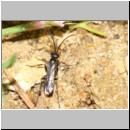 Priocnemis melanosoma - Wegwespe m04 5mm OS-Hasbergen-Lehmhuegel-det.jpg